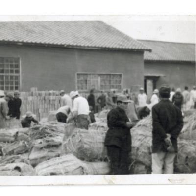 1960년대 안동 엽연초 생산조합