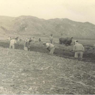 1950년대 안동교도소 농사작업