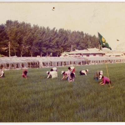 1970년대 용상동 새마을운동