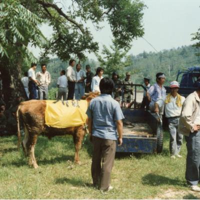 1985년 7월1일 소몰이행진(소값 피해 보상요구)-다인,안계,쌍호 지역민