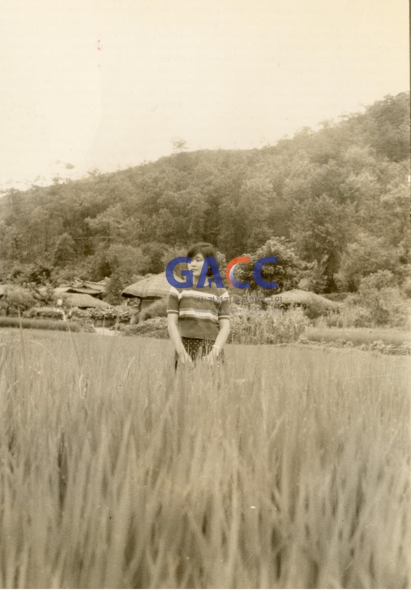 1960년대 예안면 부포리 청보리밭에서 작은그림