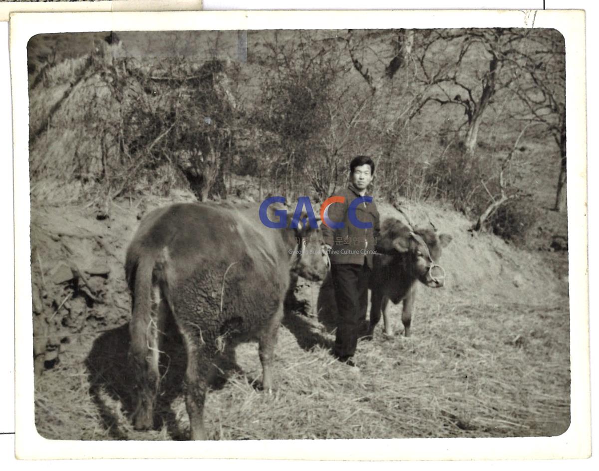 1962년 소 먹이러 가는 모습 작은그림