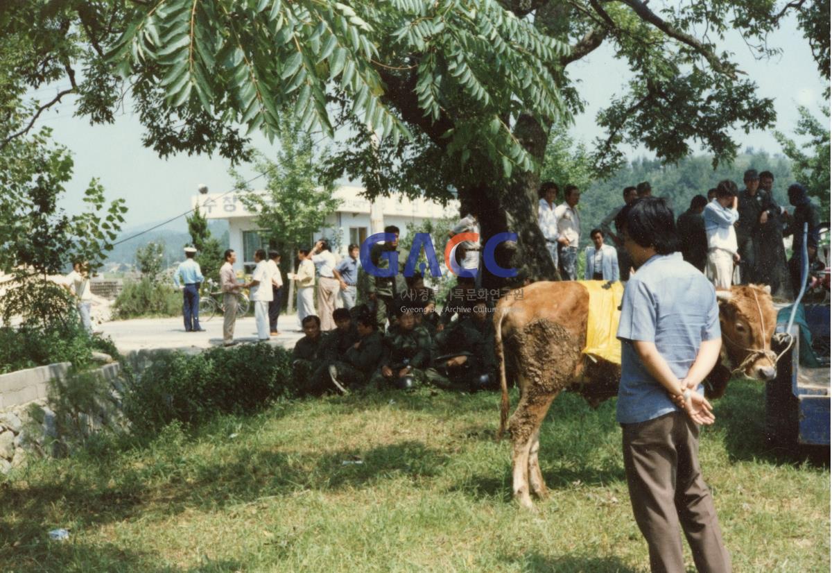1985년 7월1일 소몰이행진(소값 피해 보상요구)-다인,안계,쌍호 지역민 작은그림