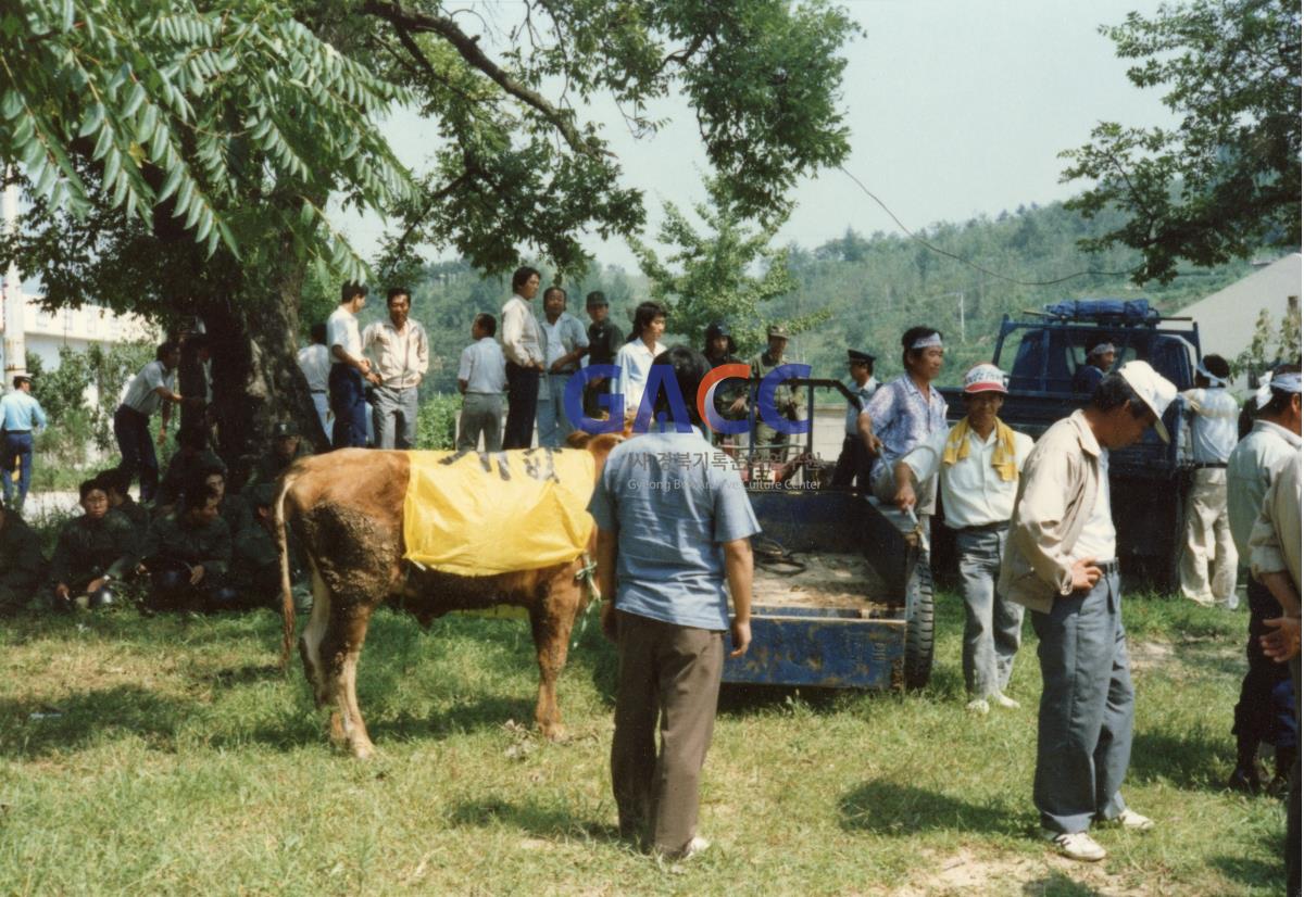 1985년 7월1일 소몰이행진(소값 피해 보상요구)-다인,안계,쌍호 지역민 작은그림